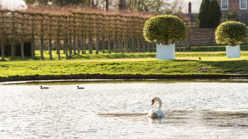 White swan swimming in the canal surrounded by winter scenery at Erddig.